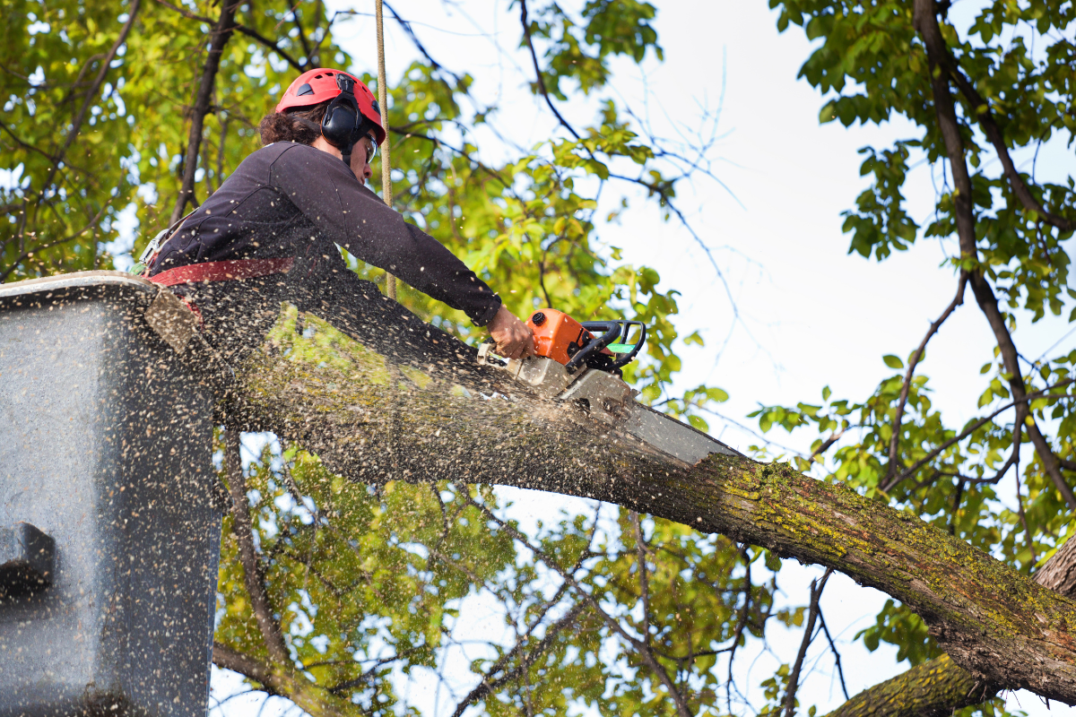 tree service in southwest minnesota